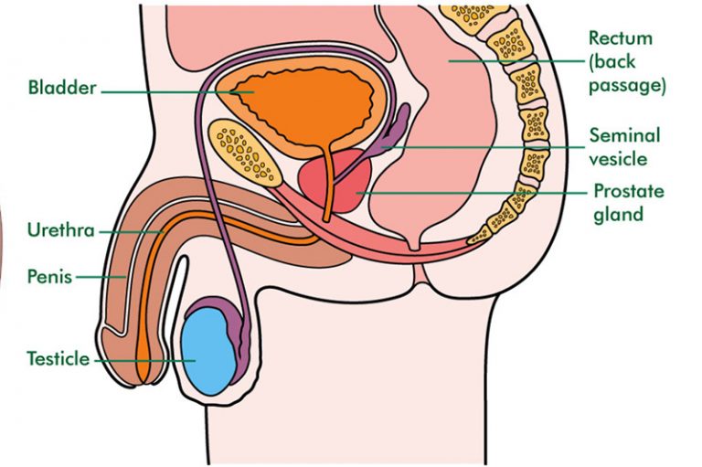 PROSTATE HEALTH